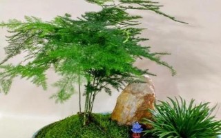 文竹葉片發(fā)黃如何處理，因受到暴曬而發(fā)黃需轉(zhuǎn)移到半陰處
