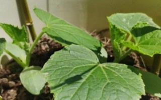 黃瓜剛栽下要馬上澆水嗎，要馬上澆定根水