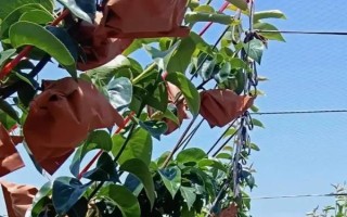 梨樹開花時節(jié)的管理方法，花期噴硼能提高梨樹的坐果率