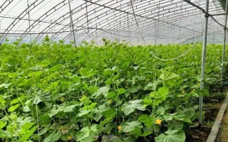 水果黃瓜的種植方法，定植5-7天后要澆緩苗水