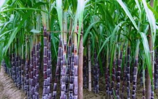 甘蔗的種植時(shí)間，注意每個(gè)階段的養(yǎng)護(hù)