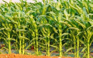 宇玉606玉米種子特點，夏播生育期106天