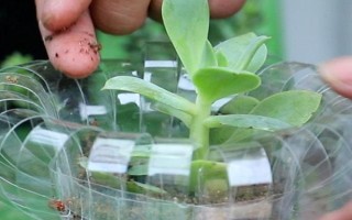 多肉葉片的扦插方法，要從生長健壯、無病蟲害的母株上選取葉片