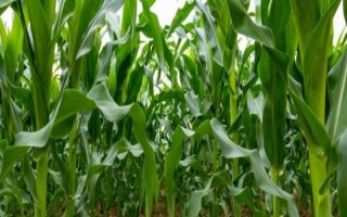 美嘉玉1號玉米種子簡介，平均生育期108天