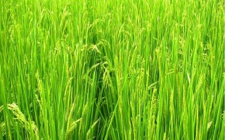 穗香糯719水稻品種簡介，晚稻7月上.中旬播種