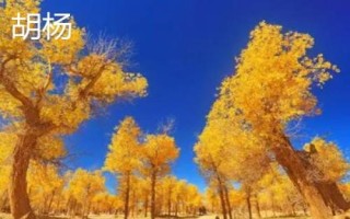 楊樹簡介，是著名的經濟樹種