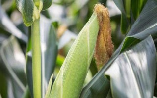 華太901玉米品種簡(jiǎn)介，夏播生育期104天