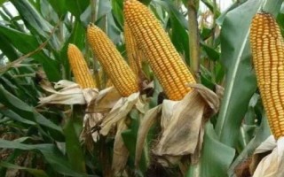 荃玉2000玉米種子介紹，大喇叭口期注意防治玉米螟