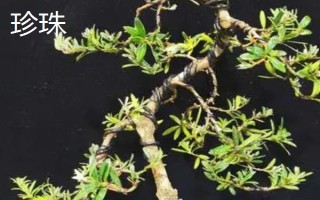 珍珠和米葉羅漢松的區(qū)別，葉片、花期和習性均不同