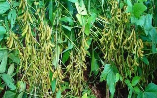 大豆種植技術(shù)，選擇適合當(dāng)?shù)胤N植的品種