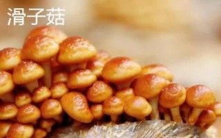 南方適合種植哪些菇類，竹蓀、黑木耳、草菇等