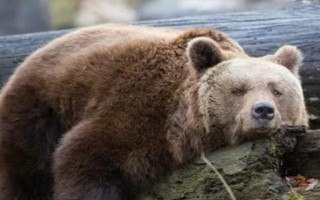 狍子的天敵，熊、猞猁、狼、虎等是狍子的天敵