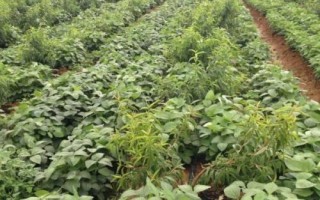 交大22大豆品種簡介，在播種前2天時除草劑氟樂靈