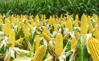 蒙種719玉米品種的特性，4月末至5月初播種