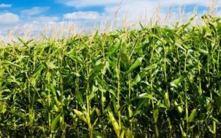 米多11玉米種子簡介，4月下旬5月上旬播種