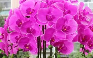 蝴蝶蘭的根與氣根有什么區(qū)別，所有根系皆為氣根