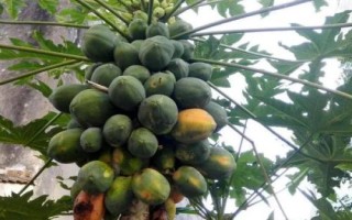 木瓜種植及管理方法，需選擇根部完整的幼苗進行定植