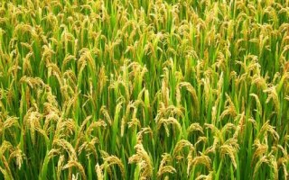昌兩優(yōu)絲占水稻品種的特性，5月中下旬播種