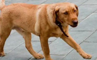 狂犬病的癥狀，狗狗會(huì)出現(xiàn)精神沉郁、唾液增多等癥狀