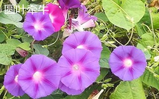 牽牛花的簡(jiǎn)介，屬于一年生纏繞草本植物