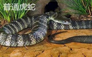 虎蛇有哪些品種，包括普通虎蛇、西方虎蛇、帝島虎蛇等種類