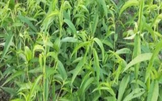 冰糖蜜桃苗的價(jià)格，在2-6元一株左右