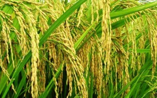 兩優(yōu)778水稻種簡介，每畝插足基本苗6～8萬