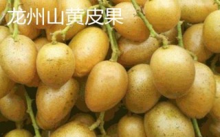 廣西崇左市的特色水果，扶綏甘蔗、上龍西瓜都很有名氣