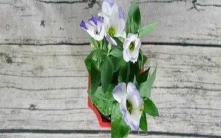 桔梗花能水培多長時間，取決于當(dāng)前季節(jié)的溫度