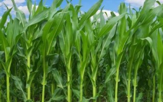福曌328玉米種子簡(jiǎn)介，5月下旬至6月中旬播種