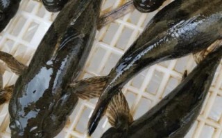 什么是呆子魚，通常指沙塘鱧、也叫土才魚