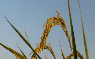 深兩優(yōu)841水稻品種的特性，全生育期151.4天
