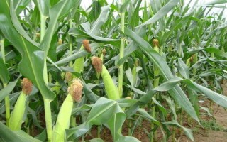 昌隆98玉米品種簡(jiǎn)介，平均生育期142天