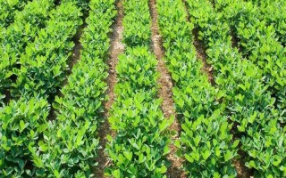花生品種308的產(chǎn)量，白沙308可達(dá)到800-1000斤左右