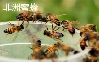殺人蜂真的存在嗎，是指某些具有攻擊性和毒性的胡峰或非洲蜜蜂