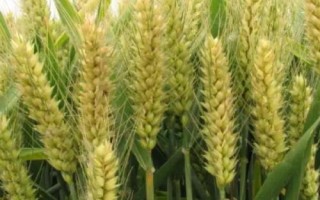 ZM148小麥種簡介，生育期251天
