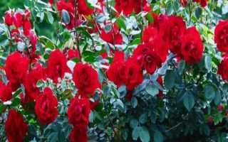 月季可以和什么樹嫁接，包括玫瑰、薔薇等品種