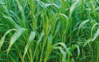 矮象草多少溫度才能安全越冬，冬季氣溫需在5℃以上