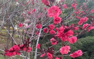 現(xiàn)在種植什么樹能賺錢，可種植彩葉樹種、喬木類等