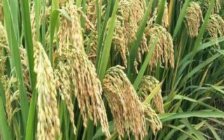 華浙優(yōu)210水稻種子特征特性，每畝有效穗數(shù)19.2萬穗