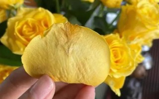 玫瑰花如何風(fēng)干，常見(jiàn)風(fēng)干方法有懸掛風(fēng)干法、自然干燥法、微波爐烘干法