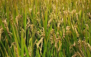 九稻69水稻品種簡(jiǎn)介，穗瘟表現(xiàn)中抗