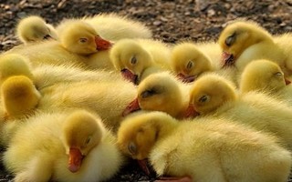 鵝是不是素食動(dòng)物，以青草、飼料、谷類(lèi)等素食為食