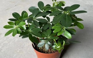 鵝掌木怎么養(yǎng)，每隔5-10天給植株澆水一次