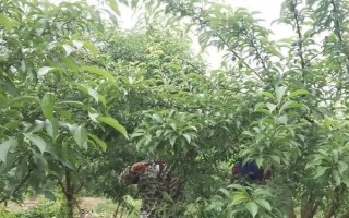 蜂糖李的種植前景，市場價達到60-90元/斤