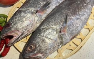 米魚(yú)簡(jiǎn)介，廣泛分布于北太平洋西部