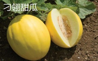 黑龍江省林口縣的特產(chǎn)，滑子蘑深受國(guó)內(nèi)外消費(fèi)者的喜愛