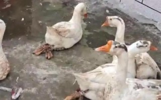 殺鵝如何脫毛，燙毛時逆著毛渣輕輕的將熱水浸透鵝毛