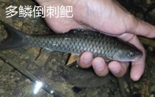 軍魚好不好吃，肉質(zhì)細(xì)嫩鮮美深受消費(fèi)者歡迎