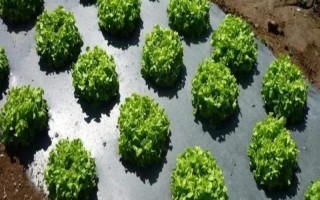 地膜種菜應(yīng)如何澆水，一是滴灌，二是直接灌溉